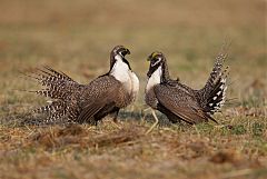 Gunnison Sage-Grouse